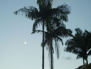 Low angle view of palm trees against clear sky