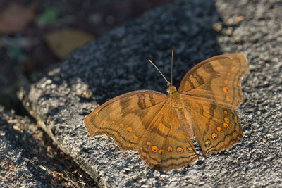 High angle view of butterfly on rock