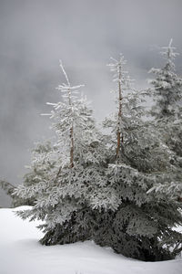 Snow covered tree