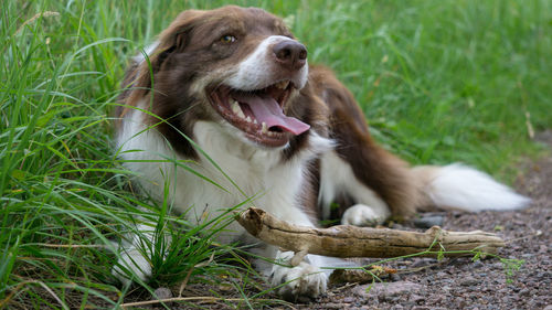 View of a dog on field