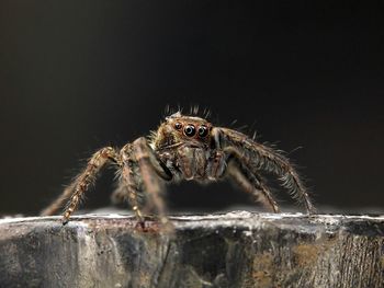 Close-up of crab