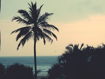 Silhouette palm trees on beach against sky at sunset
