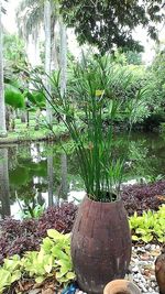 Close-up of green plants against trees