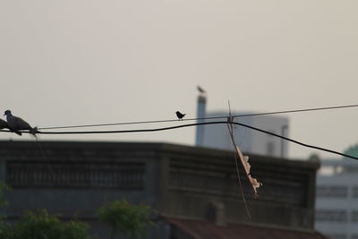 Low angle view of birds perching on cable against sky