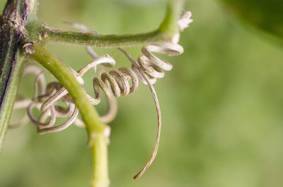 Close-up of spiral leaf