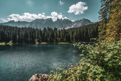 Scenic view of pine trees by lake against sky