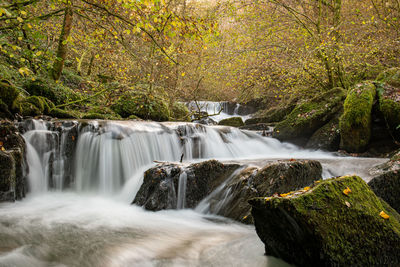 Scenic view of waterfall in forest