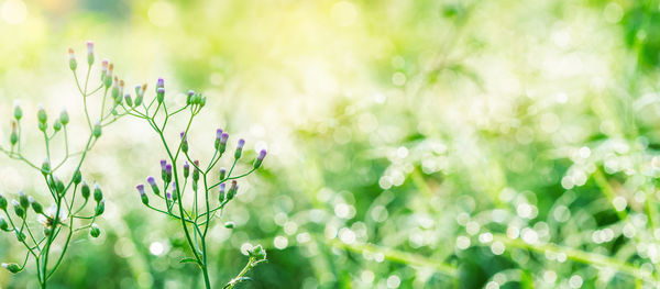 Close-up of purple flowering plants on field