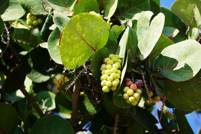 Close-up of grapes growing on tree