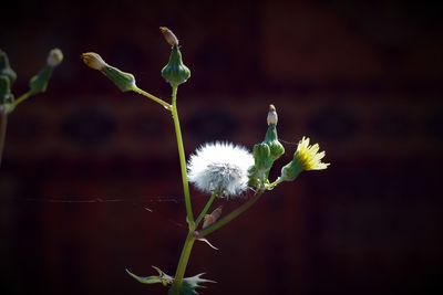 Close-up of white flowering plant