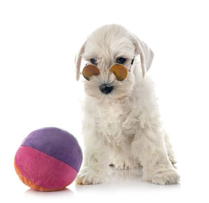 Close-up of a dog over white background