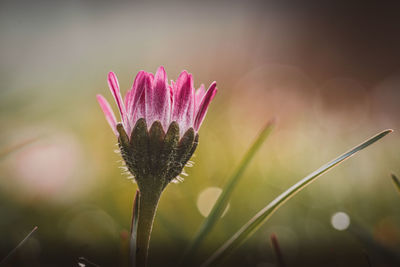 Close-up of pink flower