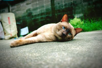 Portrait of ginger cat lying on street