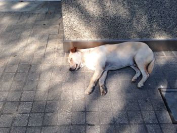 High angle view of dog sleeping on footpath