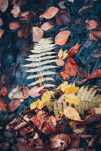 High angle view of dry leaves