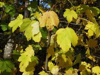 Close-up of yellow leaves growing on tree