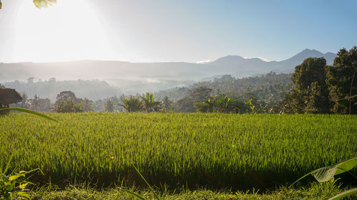 Scenic view of agricultural field against sky