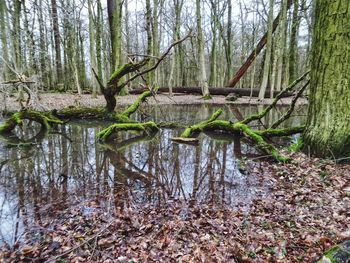 Bare trees in forest