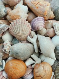 High angle view of shells for sale