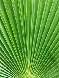 Full frame shot of palm tree