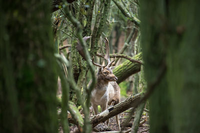 Fallow deer looking up in forest