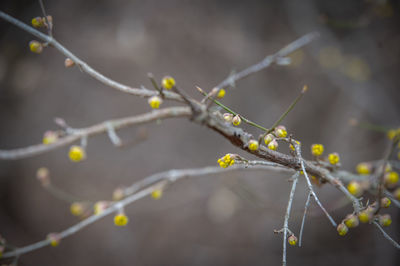 Close-up of plant growing outdoors