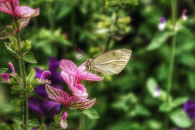 Close-up of insect on flower