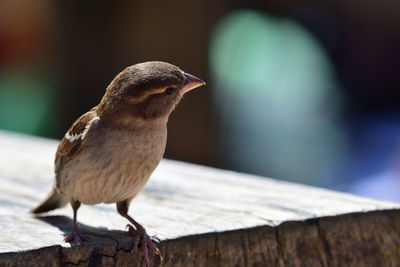 Close up of a sparrow on a picnic table 