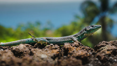 Close-up of lizard on rock