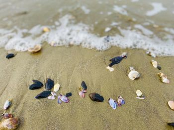 High angle view of shells on beach