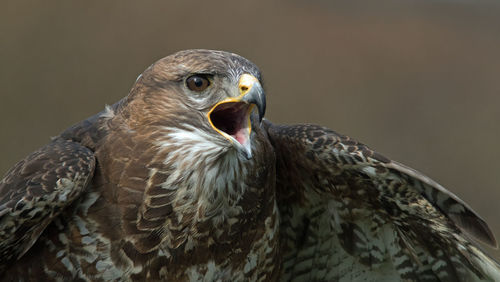 Close-up portrait of eagle