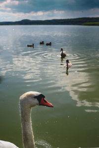 Swan swimming in lake