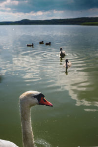 Swan swimming in lake