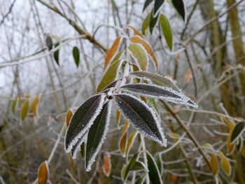 Close-up of frozen plant during winter