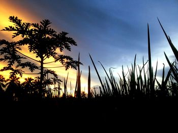 Low angle view of silhouette trees against sky during sunset