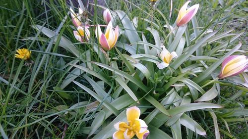 Close-up of yellow flowers