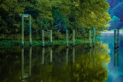 Reflection of trees in calm lake