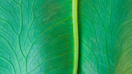 Full frame shot of green leaf