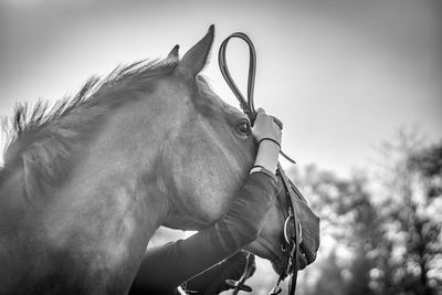 Putting a bridle on a horse