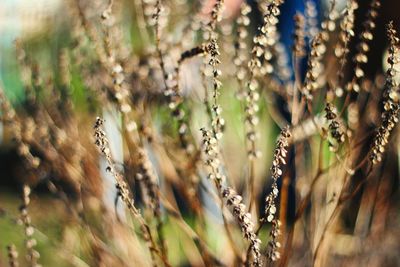 Close-up of plants