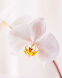 Close-up of white orchid