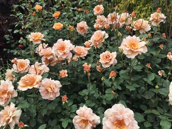 High angle view of white flowering plants