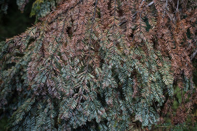 Full frame shot of plants