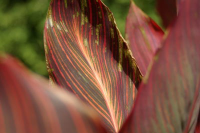 Close-up of red leaves on plant