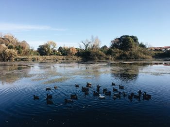 Swans swimming in lake against sky