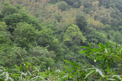 High angle view of trees and plants in forest