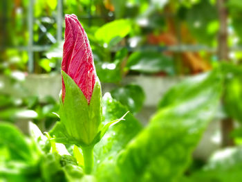 Close-up of red flower