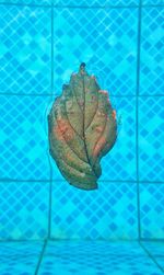 Close-up of damaged leaf on swimming pool
