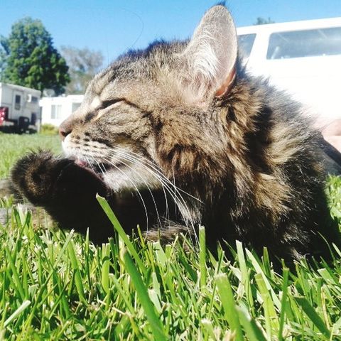 Long hair tabby cat