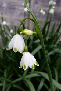 Close-up of white flowers